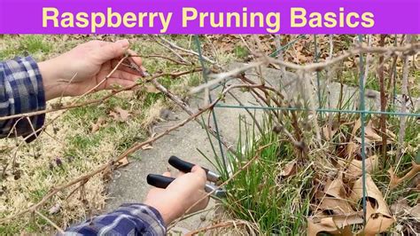 Raspberry Pruning Basics Spring Raspberry Pruning Rubus Idaeus