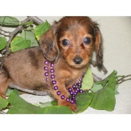 There are often many great dachshunds for adoption at local animal shelters or rescues. Kando Puppies, Dachshund Breeder in Canton, Texas