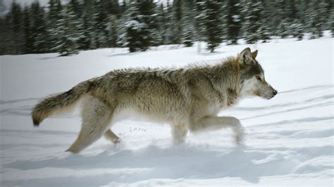 Did You Know Idahos Wolf Hunting Rules Have Changed Living With Wolves