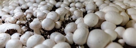 mushroom farm tour and growing practices mushroom council