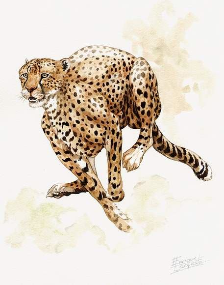 Cheetah Watercolor Gallery African Wildlife Watercolor Art
