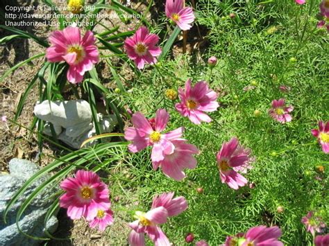 Plantfiles Pictures Common Cosmos Mexican Aster Happy Ring Cosmos