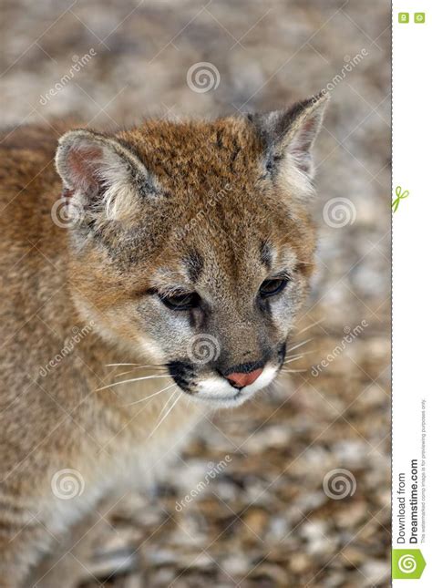 Cougar Felis Concolor Portrait Picture Image 654472