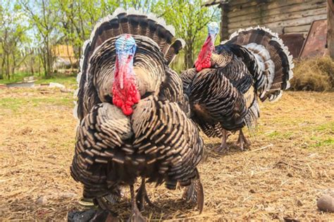 What Do I Need To Start Commercial Turkey Farming Monitor