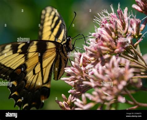 Eastern Tiger Swallowtail Papilio Glaucus On Joe Pye Weed In A Native