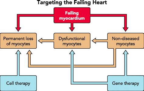 Gene Therapy In The Treatment Of Heart Failure Physiology
