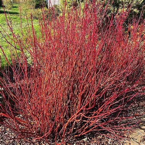 Red Twig Dogwood In 2022 Twig Dogwood Red Twig Dogwood Dogwood