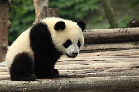 Good News Giant Pandas No Longer Endangered Popular Science