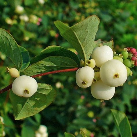 Snowberry Wild White Snowberry Friends School Plant Sale