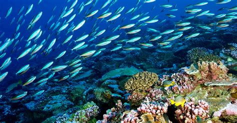 An Island A Focal Point For A Healthy Marine Ecosystem