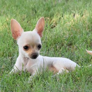 Breeders like to send the puppies they have spent time and effort nurturing into healthy vibrant puppies to their new homes with an arsenal of useful items to sale up to 15% off on dog air dried food! Chihuahua Puppies for Sale | PuppySpot