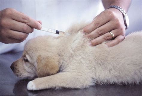 How much are puppy shots and deworming cost? Puppy Shots Cost & Schedule: What Shots Do Puppies Need