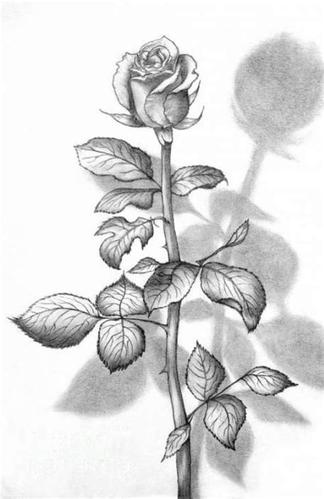 Gambar Bunga Mawar Sketsa Pensil