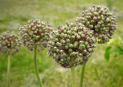 The Allium Seed Heads Stock Image Image Of Ball Black 241828697