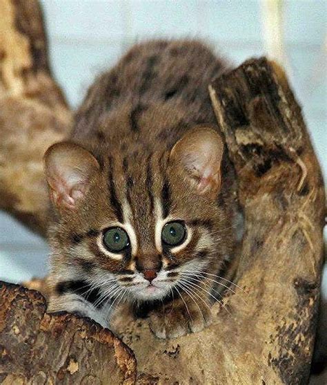 Rusty Spotted Cats Are One Of The Worlds Smallest Cats At About 3 To 4 Pounds Wild Cats