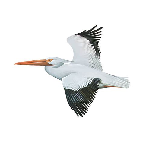 American White Pelican Illustrations Royalty Free Vector Graphics