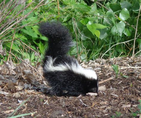 Unfortunately for some smokers 'skunk' has simply become another generic word for cannabis, but true skunk is a quite. Skunk Picture | Free Photograph | Photos Public Domain
