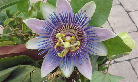 Blue Passion Flower | Planting flowers, Blue passion flower, Passion flower