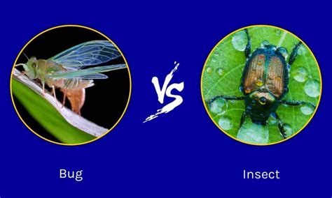 Bugs Vs Insects What Are The Differences A Z Animals
