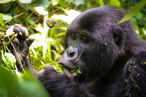 3 Days Uganda Gorilla Trekking Safari From Kigali Rwanda Gorilla
