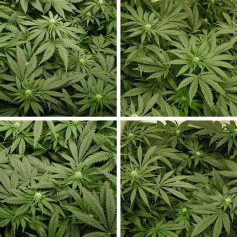 Best lighting for flowering stage. Marijuana Flowering Stage Watering / Flowering Cannabis ...