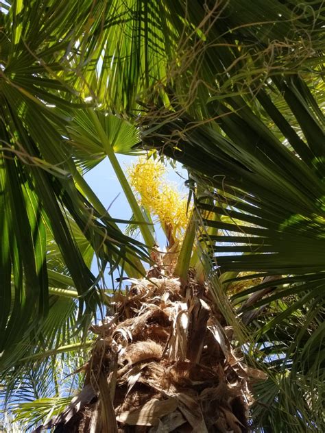Livistona Chinensis — Chinese Fan Palm — Palm Trees