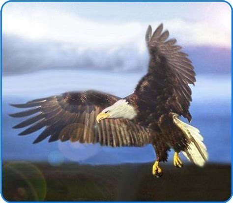 American Bald Eagle In Flight Etched Vinyl Stained Glass Film Static