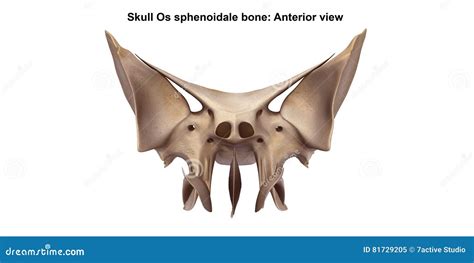 Skull Os Sphenoidale Bone Stock Illustration Illustration Of