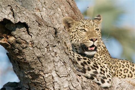 See more ideas about african cats, cat movie, cats. Gamewatchers: Meet Africa's Big Cats on Safari in Kenya