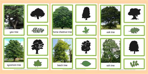 British Trees And Leaves Three Part Matching Cards