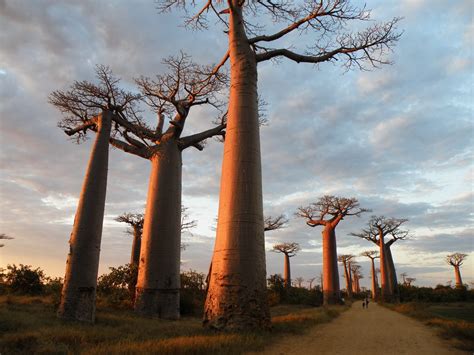 OddFuttos, When The Photos Speak: Baobab - The Upside-Down Tree