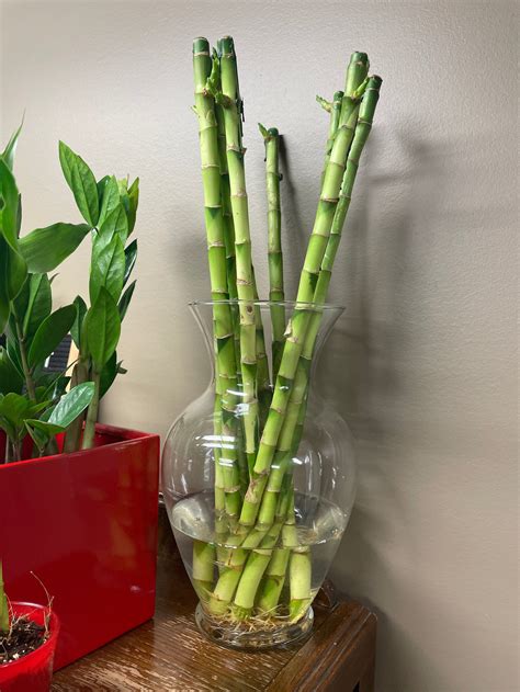 45 Cm Lucky Bamboo Straight Per Stalk Root Bound Plant Shop
