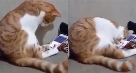 Video Viral Gato Se Pone Triste Al Ver Una Fotografía De Su Dueña
