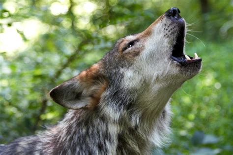 Conservation Efforts Aim To Save Endangered Mexican Gray Wolves The