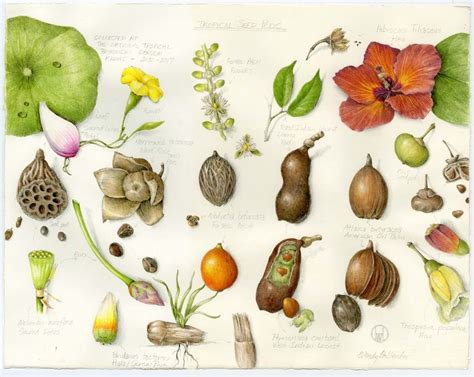 The Science Of Art Why Botanical Illustration Matters News Ntbg