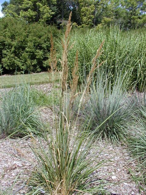 Calamagrostis X Acutiflora Avalanche Avalanche Reed Grass