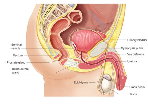 Anatomi Dan Fisiologi Sistem Reproduksi Pria Materi Kimia Hot Sex Picture