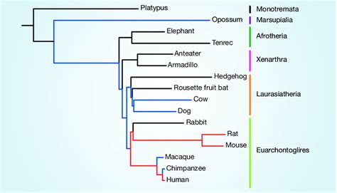 Mammalian Evolution And Genome Sequencing This Evolutionary Tree Shows