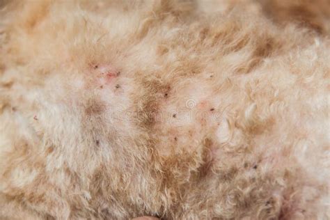 Multiple Mites And Fleas Infected On Dog Fur Skin Stock Photo Image