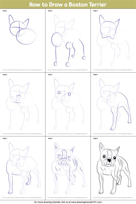 How To Draw A Boston Terrier Printable Step By Step Drawing Sheet