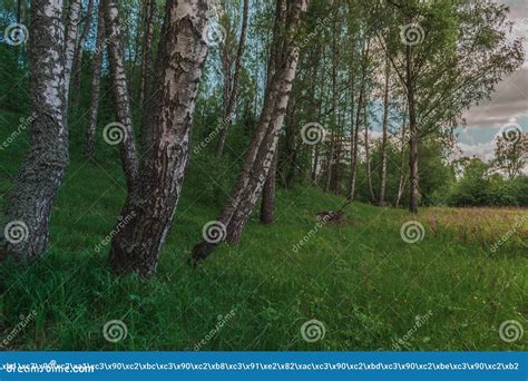 Colorful Bright Sunny Summer Green Birch Tree Forest Stock Photo