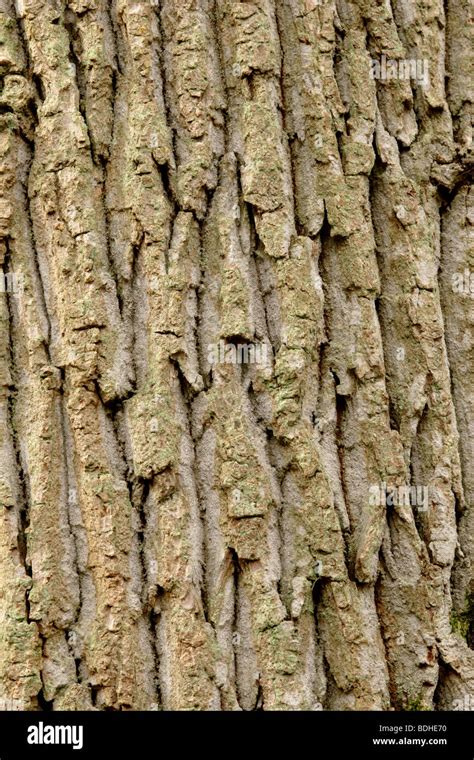 Tree Bark Close Upthe Patterns And Natural Details Are Evident Stock