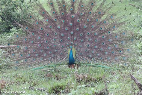 Incredible Compilation Of Full 4k Peacock Images Over 999 Top Quality