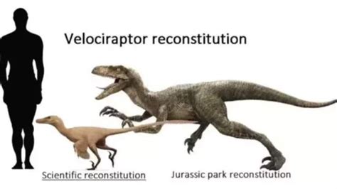 Real Velociraptor Vs Jurassic World Science Amino