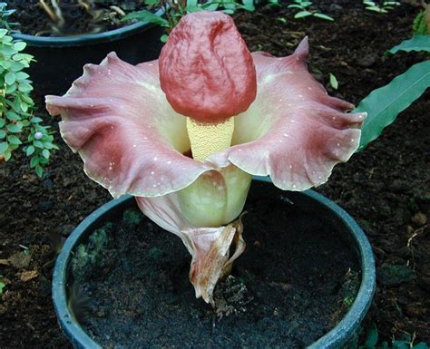 Amorphophallus Misshapen Penis Plant Strange Flowers Pinterest