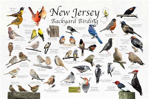 Birds Of New Jersey Backyard Birding Identification Picture Etsy