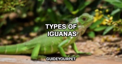 11 Types Of Iguanas You Must See With Pictures