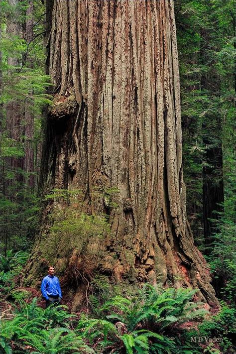 Coast Redwood Sequoia Sempervirens Tree In The Prairie Creek Redwoods