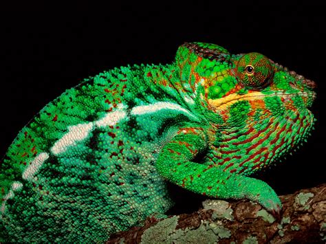 Chameleon Info Facts And New Photos The Wildlife