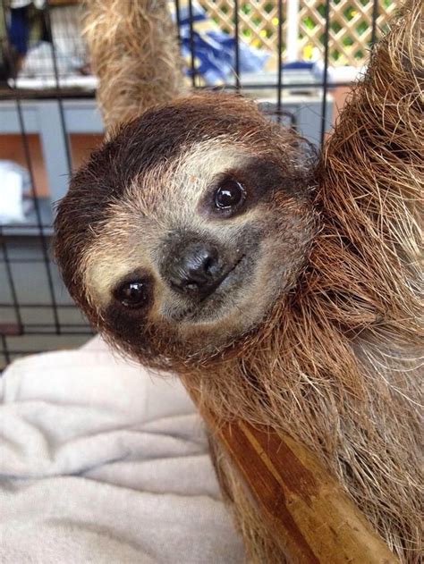 442 Best Images About The Amazing World Of Sloths On